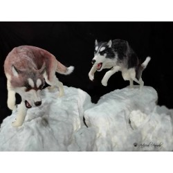 Perros árticos customizados