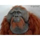 orangután artificial (Pongo pygmaeus)