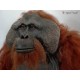 orangután artificial (Pongo pygmaeus)