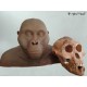 Australopithecus afarensis (Lucy)