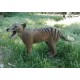 Tigre de Tasmania (Thylacinus cynocephalus)