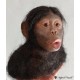 Australopithecus africanus (Niño de Taung)